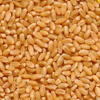 wheat-grains